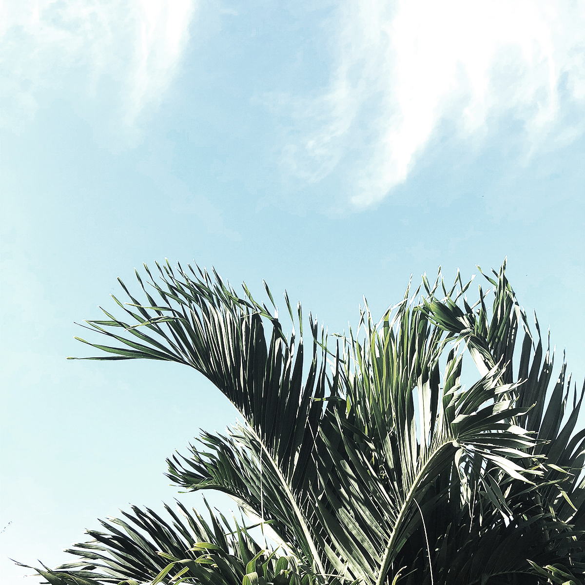 palm trees skys